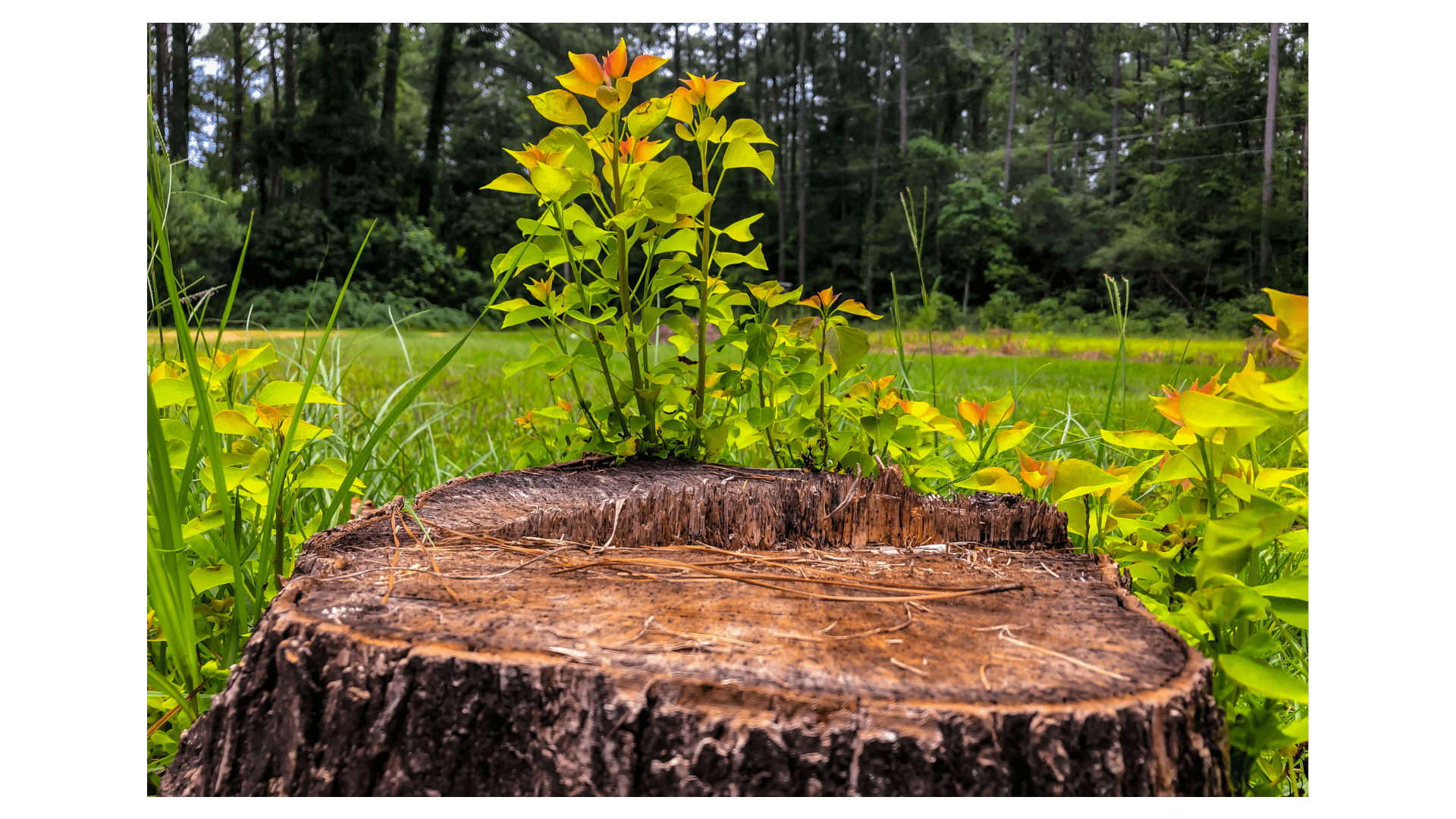 Efficient Tree and Stump Removal: Your Complete Guide