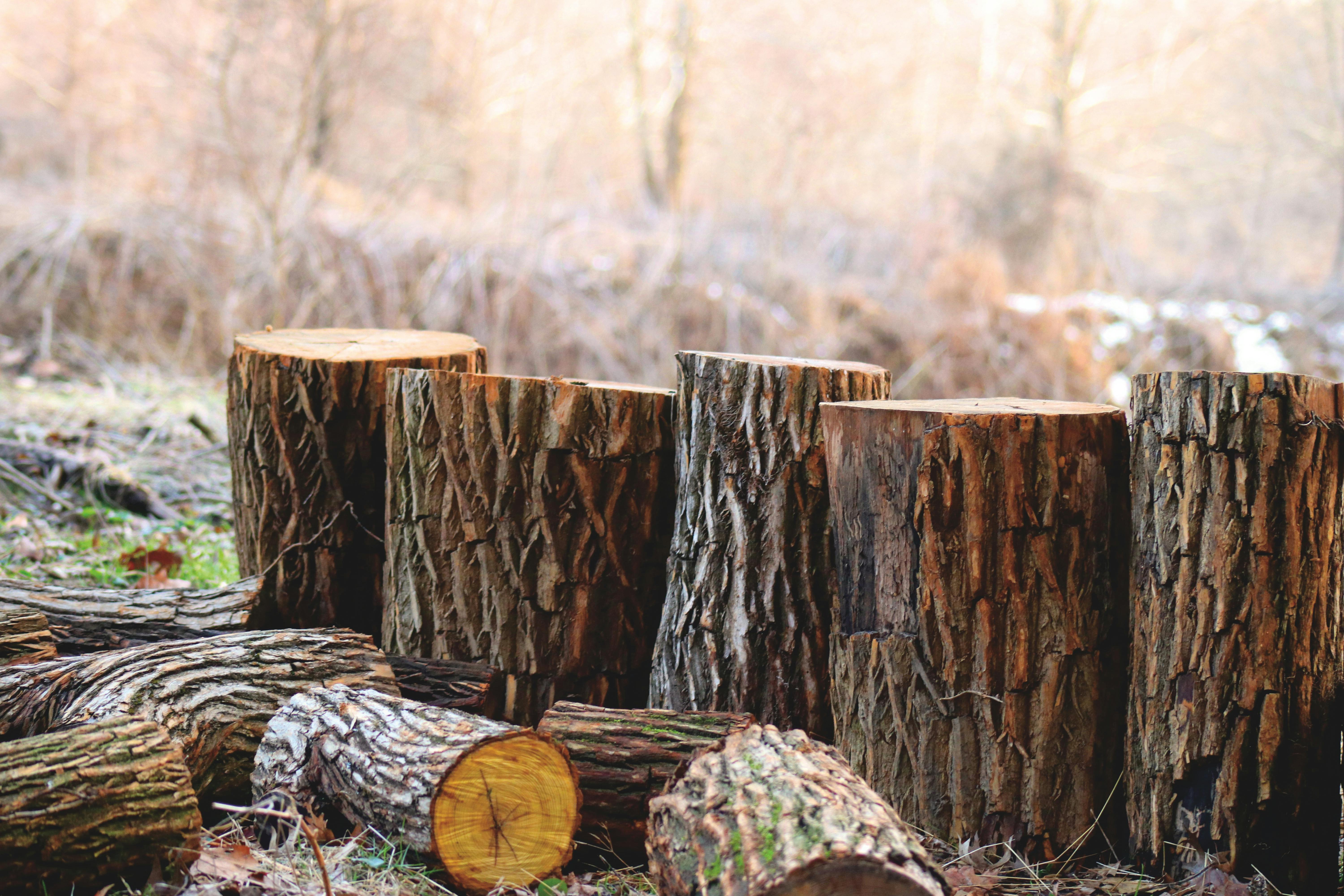 The Importance of Precision in Tree Removal: A Spotlight on Lexington, KY