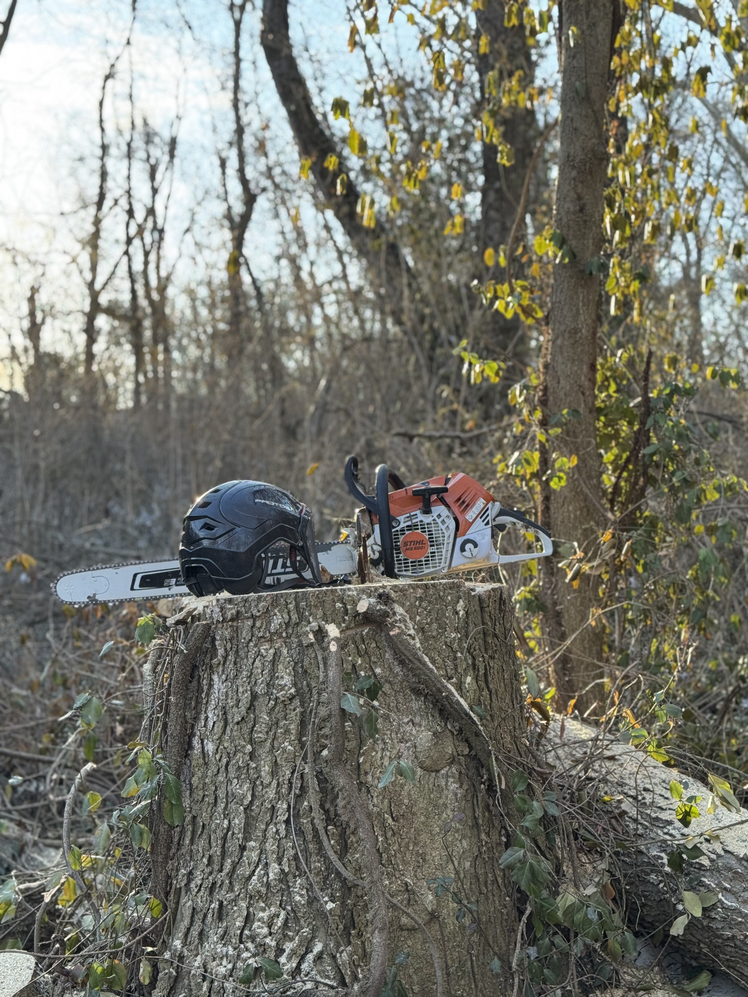 Spring Tree Removal in Lexington KY: Why Now Is the Best Time to Call MasterScape and Tree